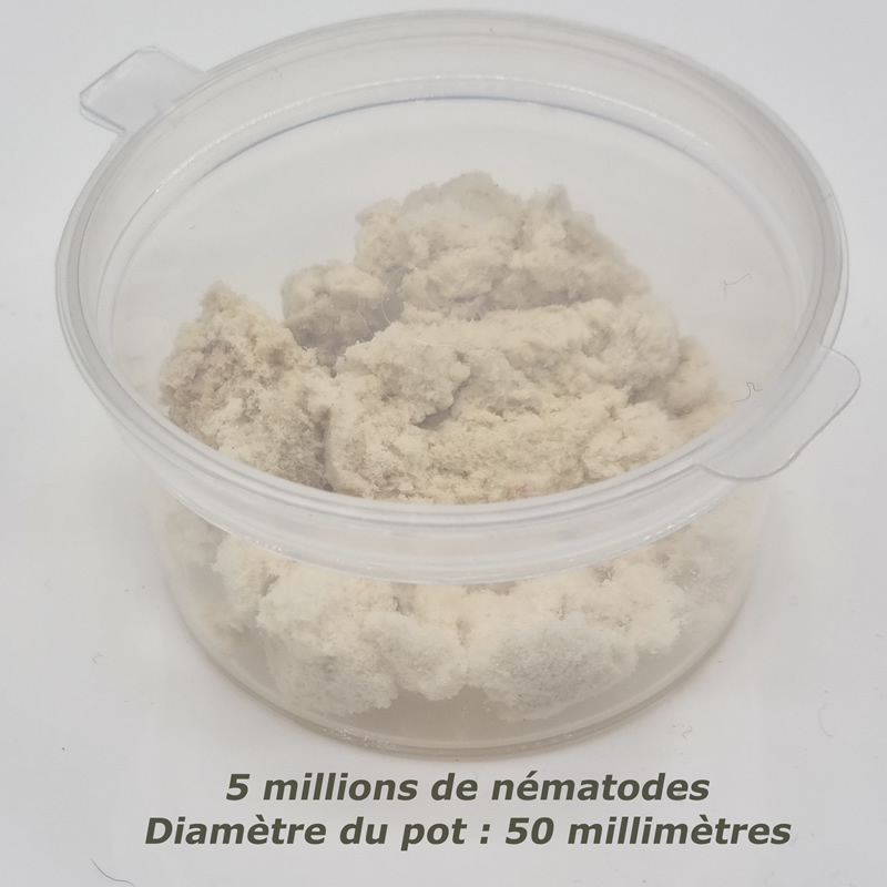 Traitement Chenilles pyrale du buis - 5 Millions Nématodes (SC