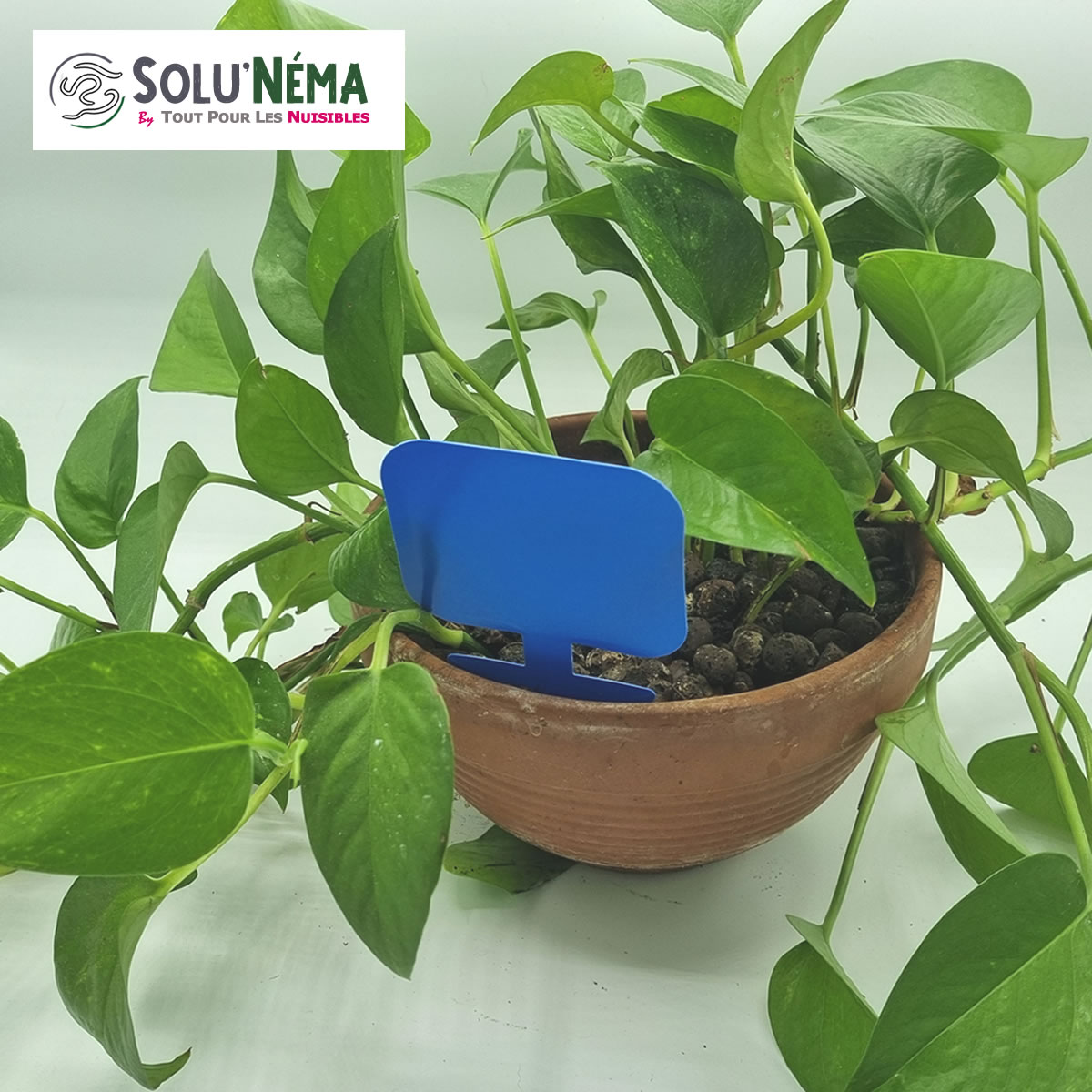 Piège collant bleu à insectes : thrip, mouche du terreau, moucheron pour plante en pot