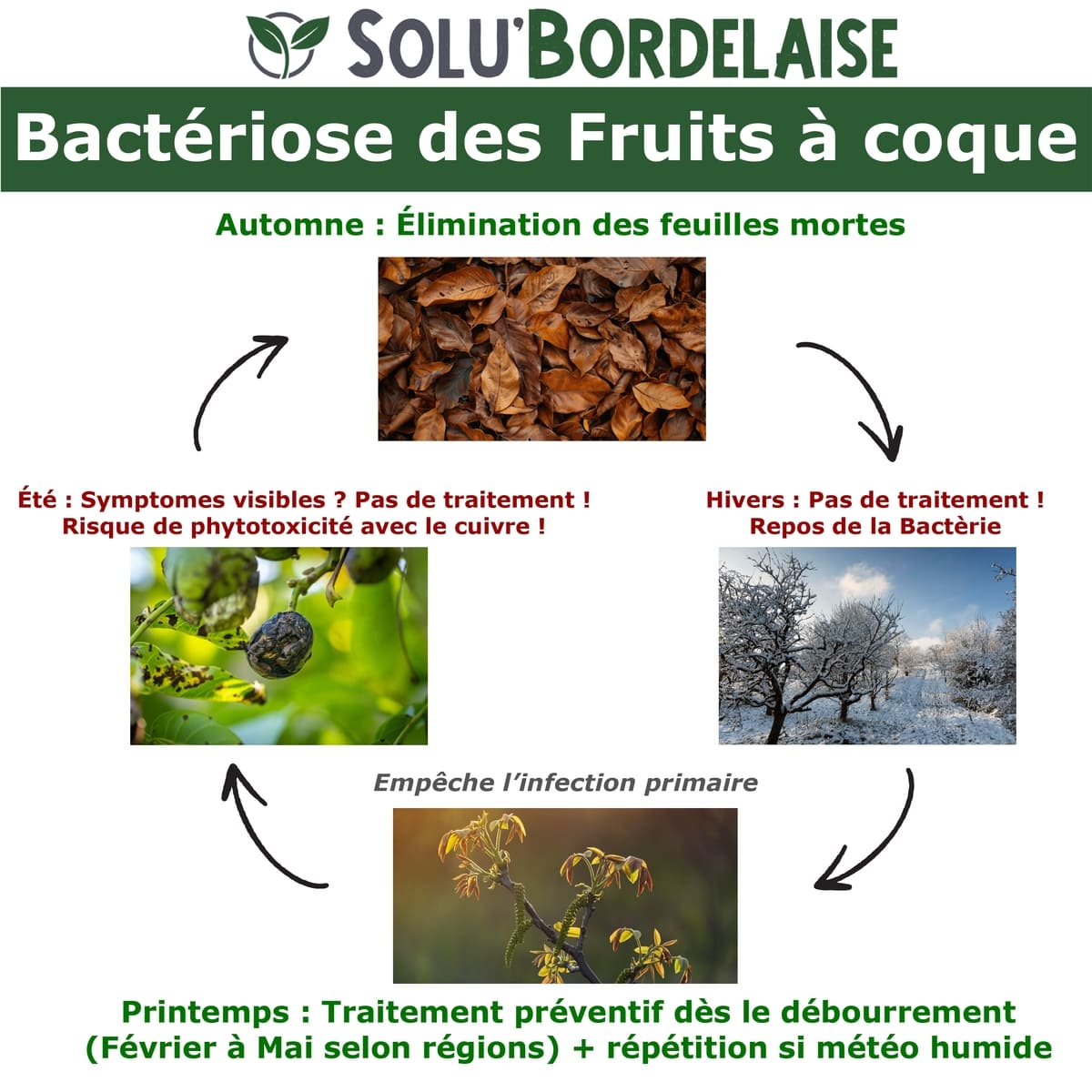Bouillie Bordelaise Non Colorée spécial Mildiou de la pomme de terre, SOLU