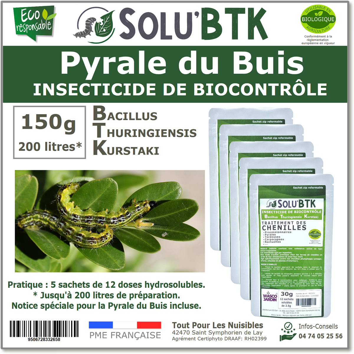 pyrale-buis