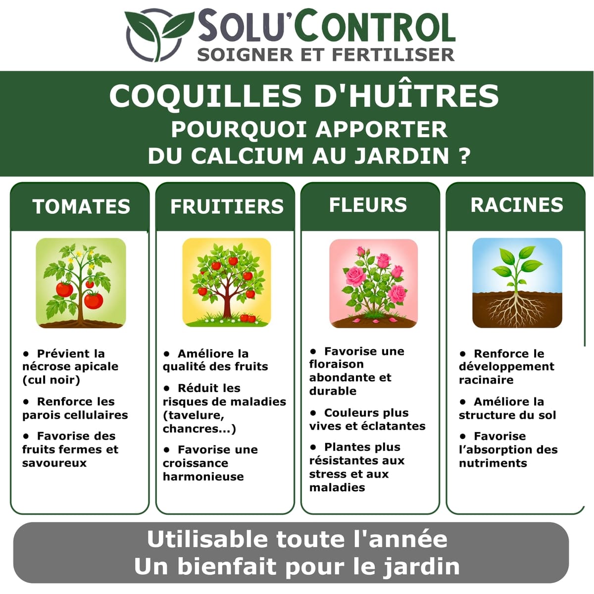 Écailles de Coquilles d