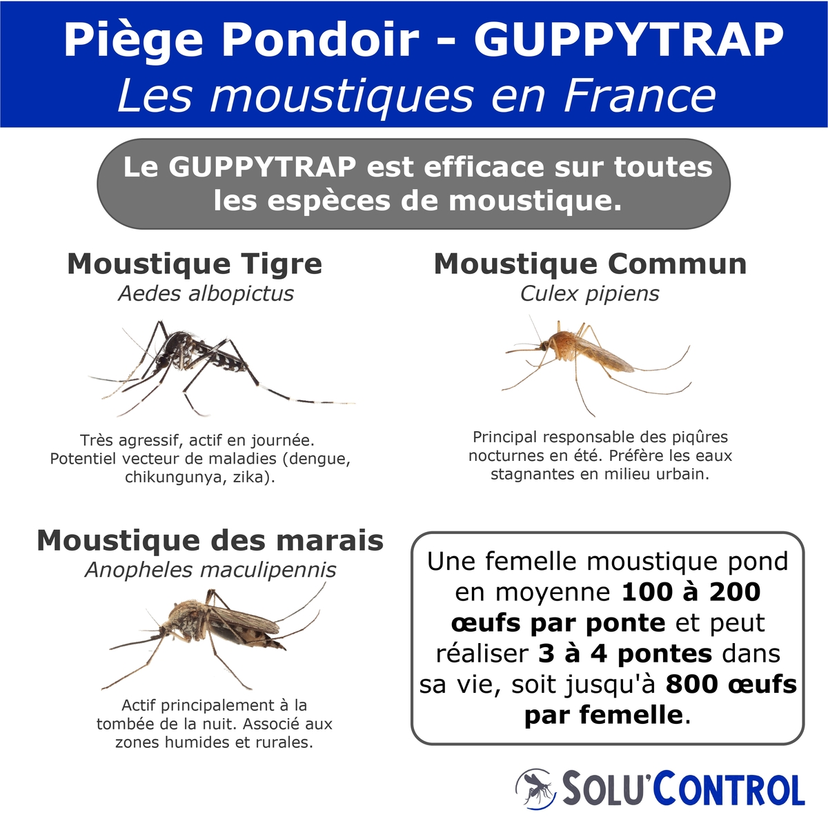 Piège Pondoir Guppy Trap Larvicide Moustiques - Labyrinthe - Fabriqué en France